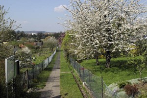 Kirschbüte in der Kolonie Bergfrieden