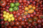 Tomatenvielfalt
